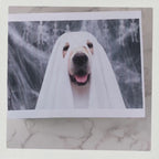 Custom Dog Embroidered Sweatshirt Halloween Ghost Dog Hoodie Halloween Embroidered Sweatshirt Dogs Embroidered Hoodie Pet Ghost Hoodie